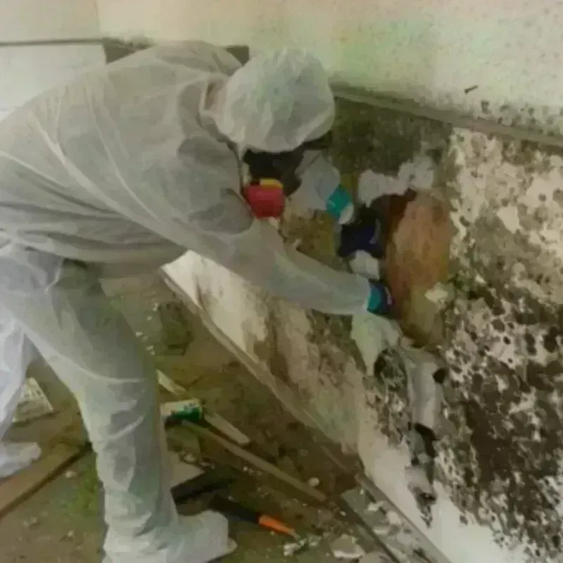 Mold Remediation and Removal in Beaver Dam, KY